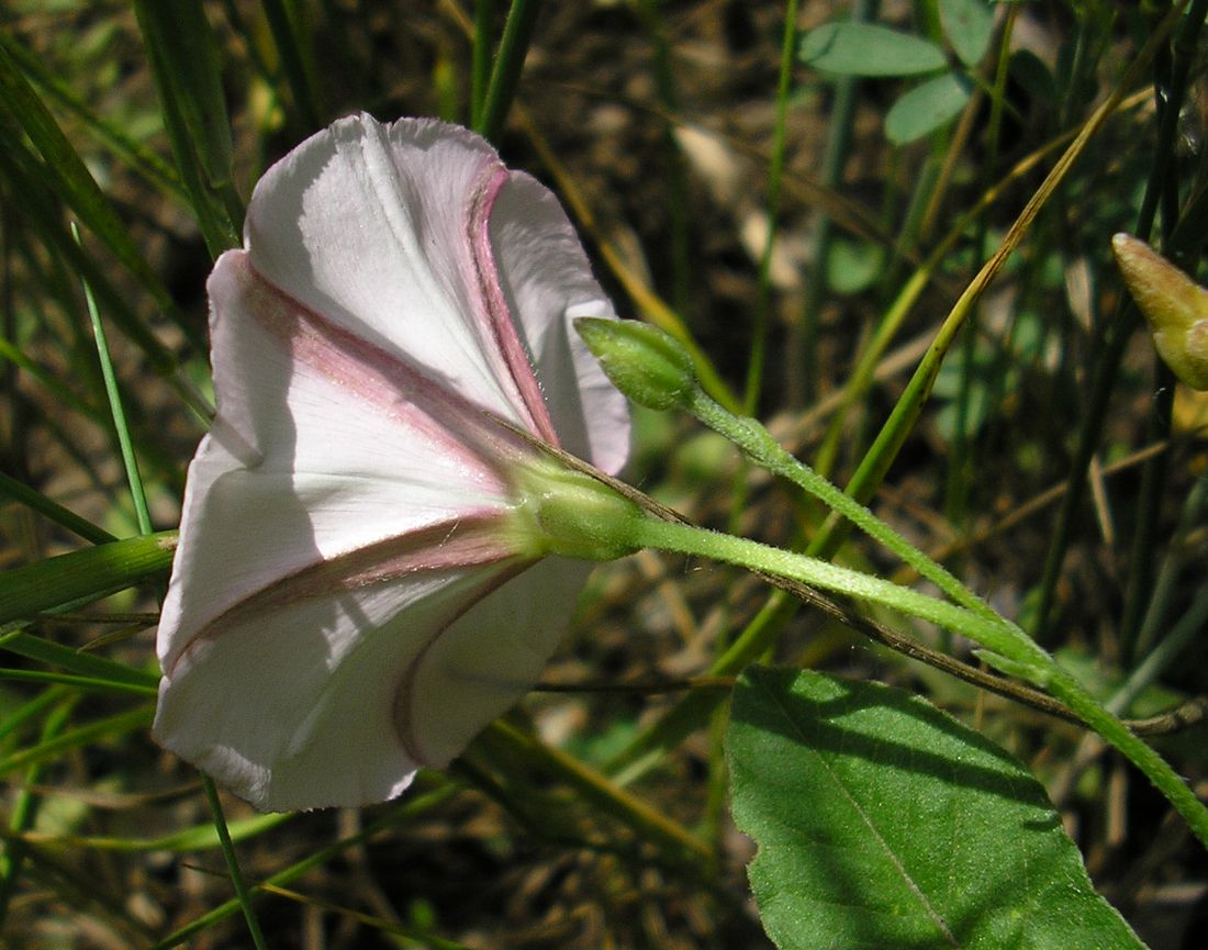 Изображение особи Convolvulus arvensis.