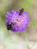 Knautia arvensis. Соцветие с фуражирующим шмелём и кормящимся толкунчиком. Карелия, Заонежье, песчаный пляж. 25.07.2017.