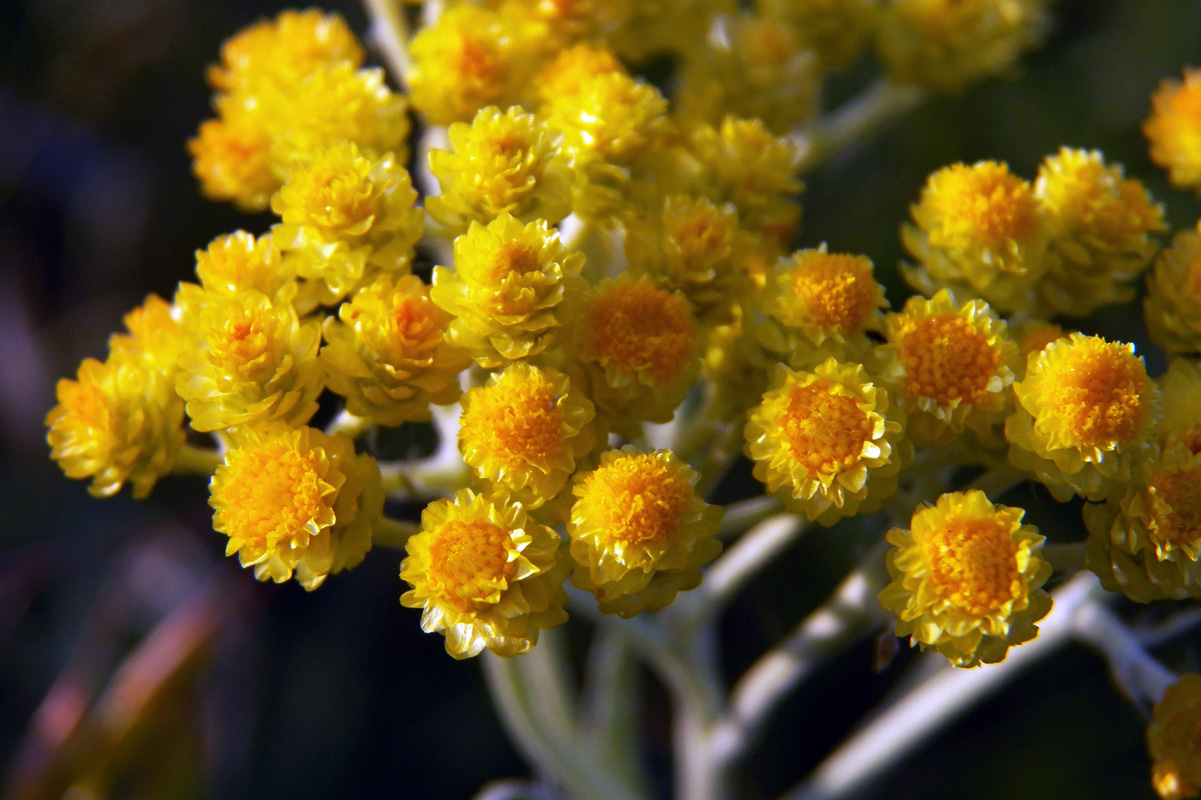 Изображение особи Helichrysum arenarium.