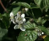 Rubus nessensis