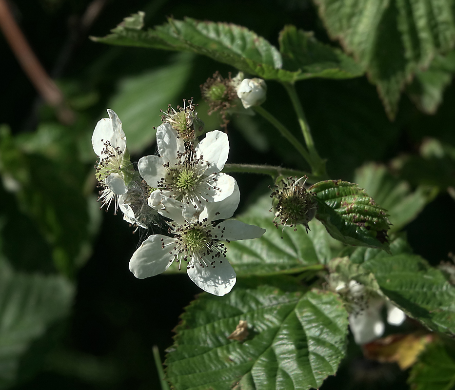 Изображение особи Rubus nessensis.