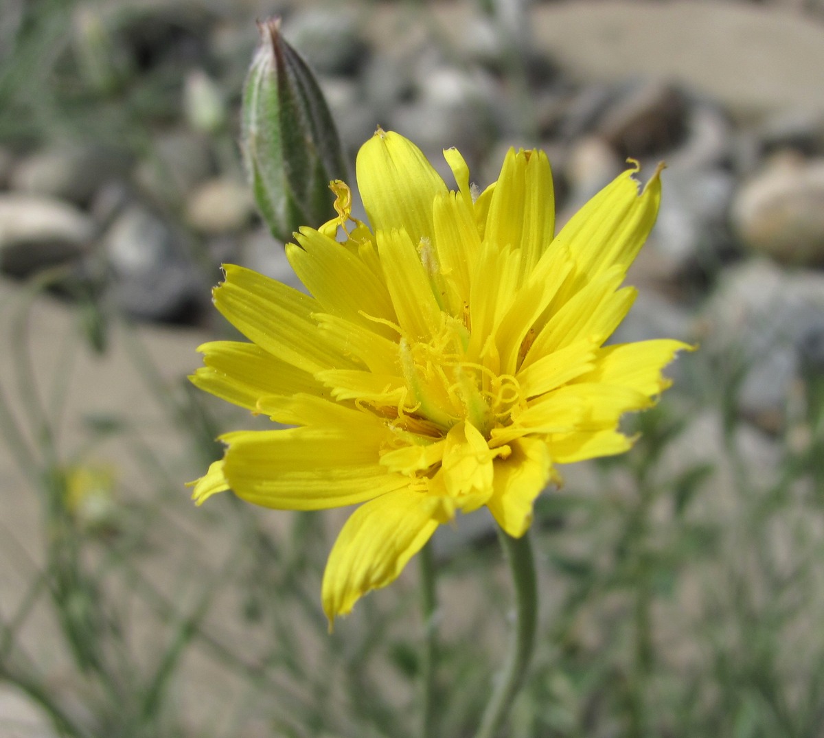 Image of Scorzonera biebersteinii specimen.