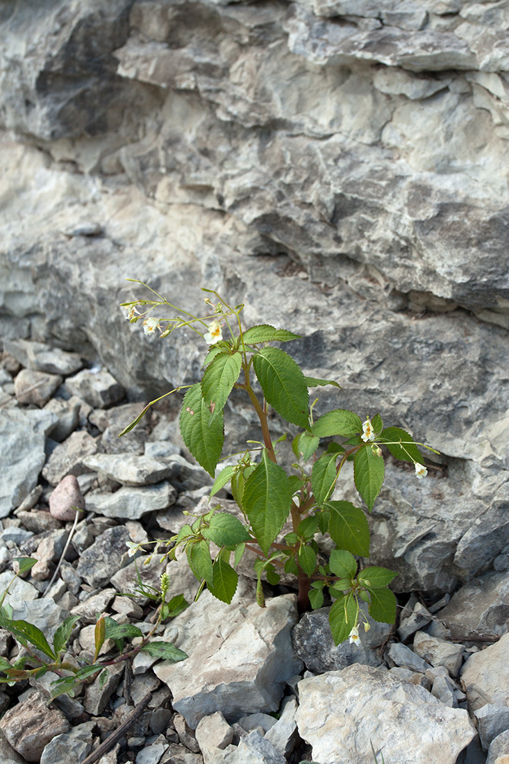 Image of Impatiens parviflora specimen.