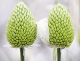 Allium подвид sardoum