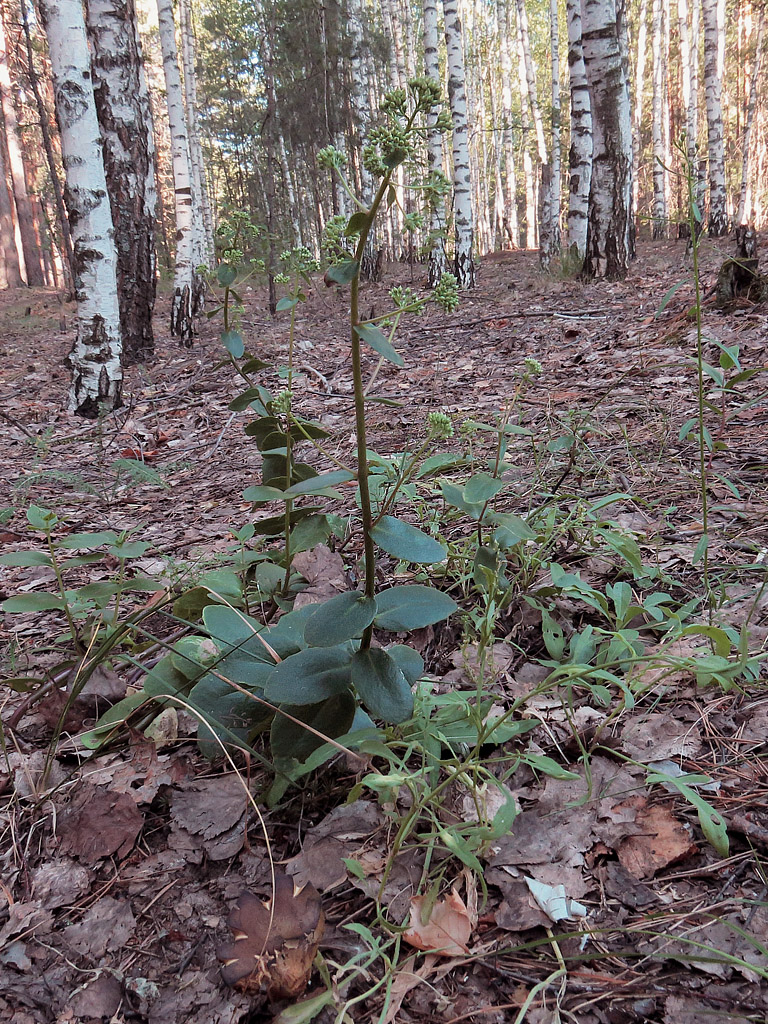 Изображение особи Hylotelephium stepposum.