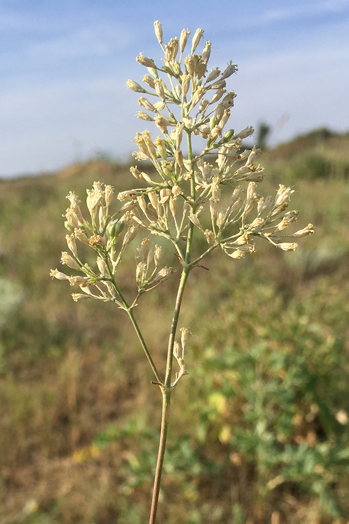 Image of Silene wolgensis specimen.