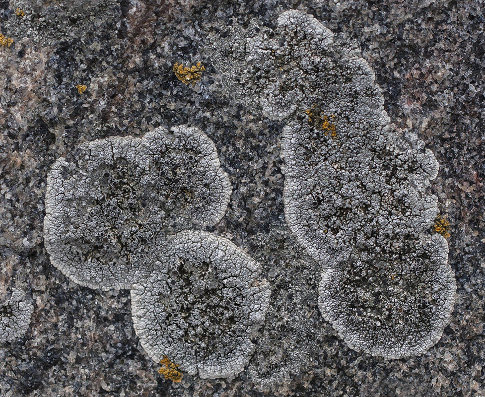 Image of genus Aspicilia specimen.
