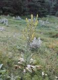 Verbascum lychnitis