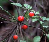 Convallaria majalis