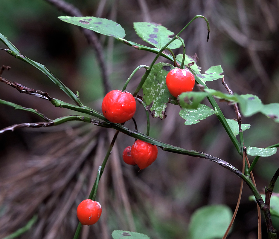 Изображение особи Convallaria majalis.