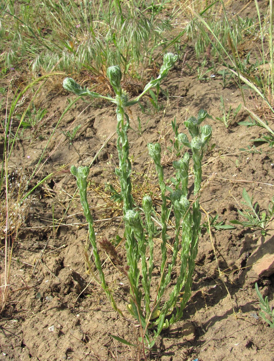 Image of Filago germanica specimen.