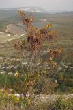 Cercis siliquastrum