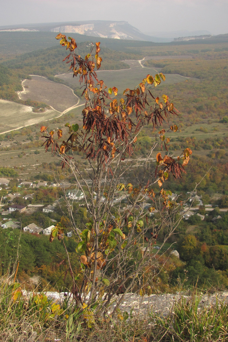 Image of Cercis siliquastrum specimen.