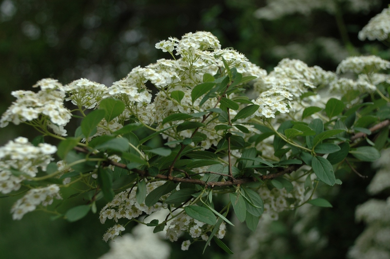Image of genus Spiraea specimen.