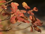 Cotinus coggygria