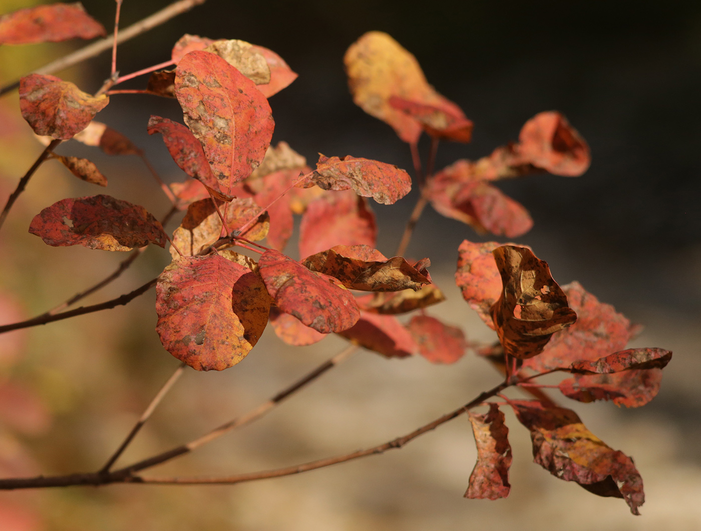 Image of Cotinus coggygria specimen.