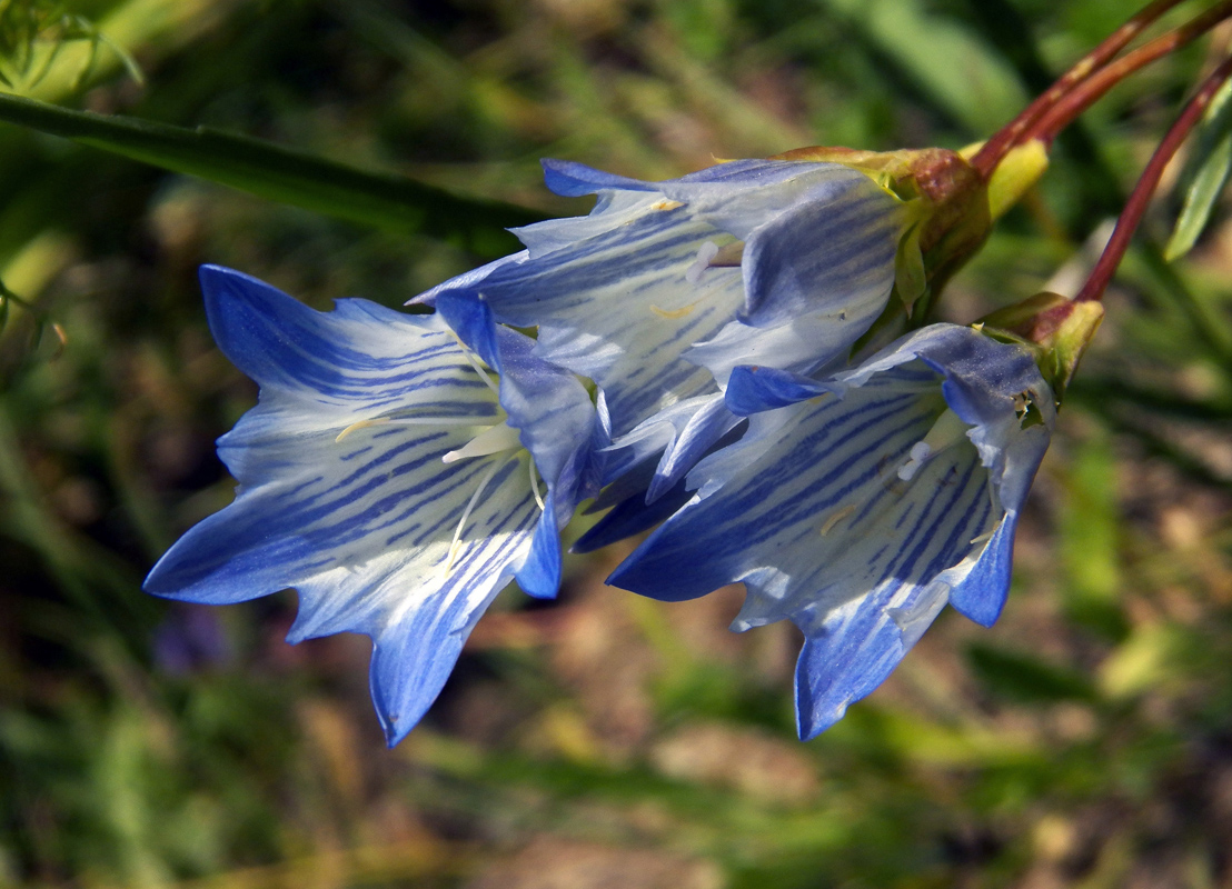 Image of Gentiana olivieri specimen.