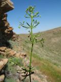 Galium aparine. Верхушка приподнятого побега с соплодиями. Южный Казахстан, западные отроги Киргизского хр., горы Ботамойнак в окр. г. Тараз, ≈ 850 м н.у.м., склон юго-зап. экспозиции, основание скальной гряды. 9 мая 2018 г.