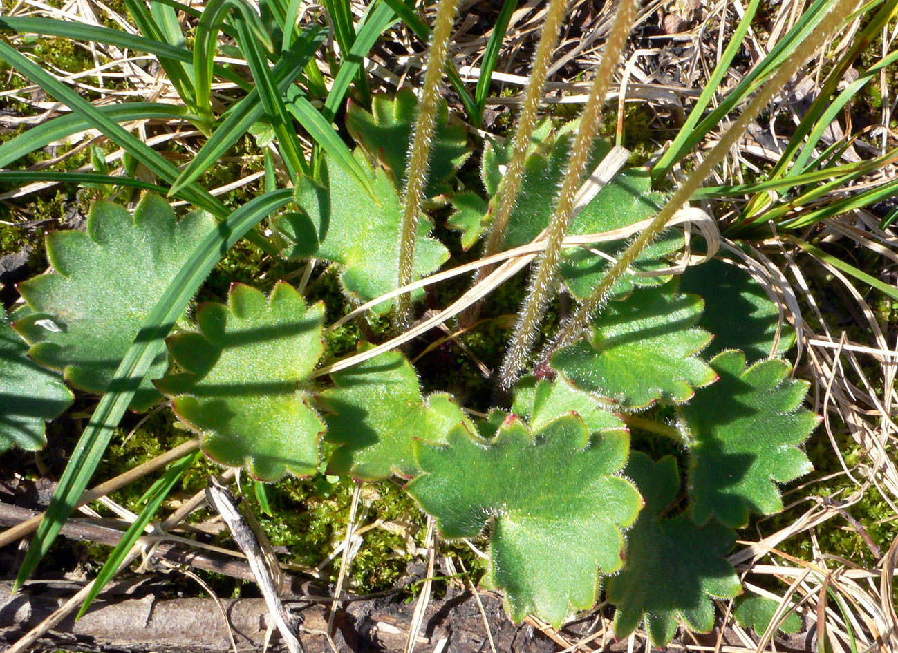 Image of Micranthes nelsoniana specimen.