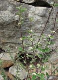 Cotoneaster nummularius. Верхушки веточек с бутонами. Дагестан, Кумторкалинский р-н, хр. Нарат-Тюбе, каменистое место. 10.05.2018.