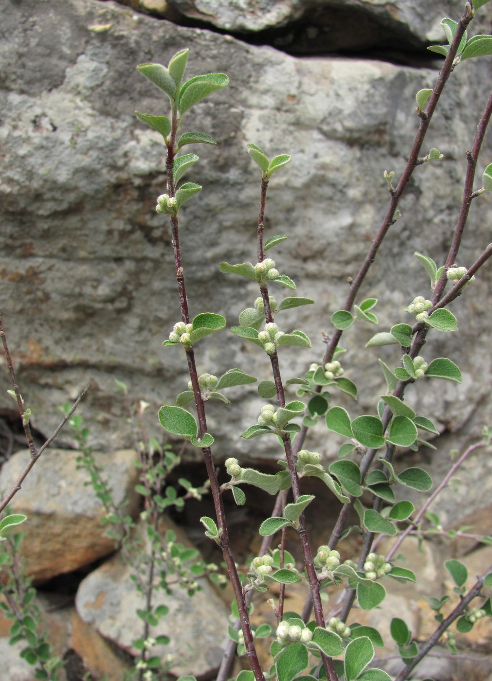 Изображение особи Cotoneaster nummularius.