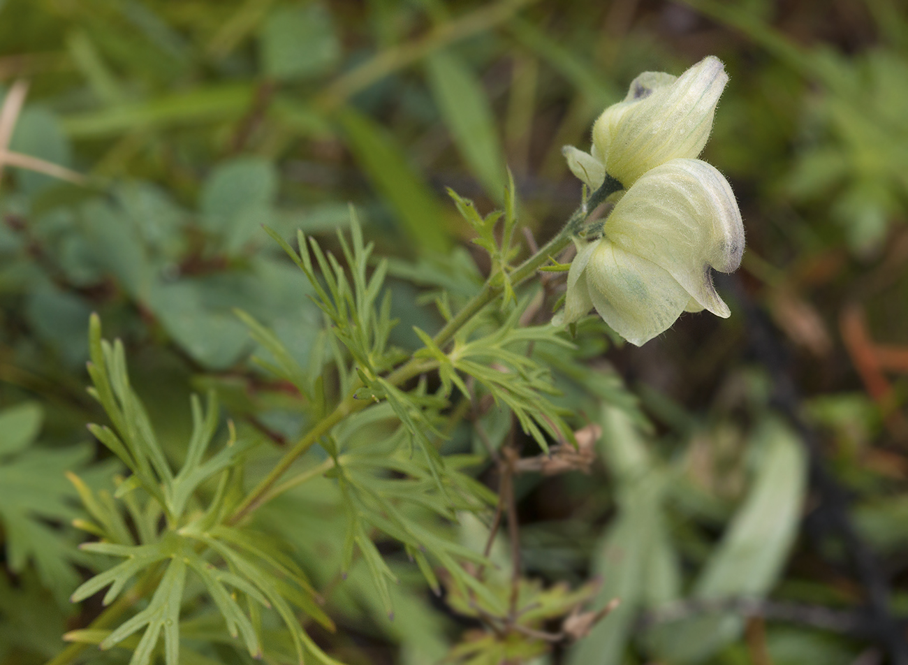 Изображение особи род Aconitum.