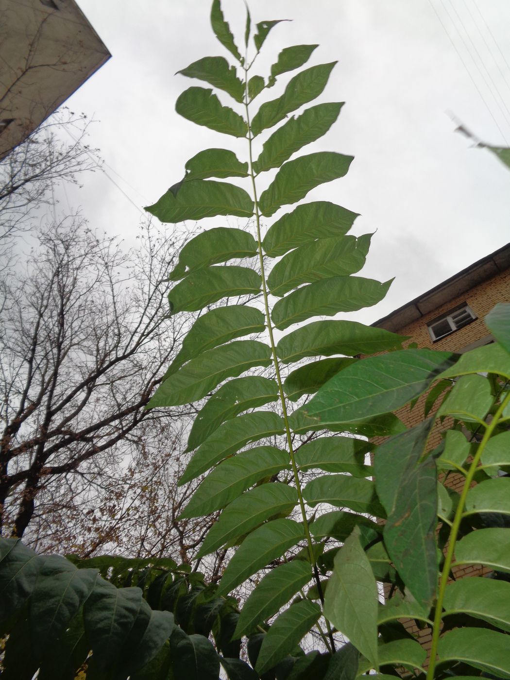 Изображение особи Ailanthus altissima.