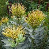 Leucospermum formosum