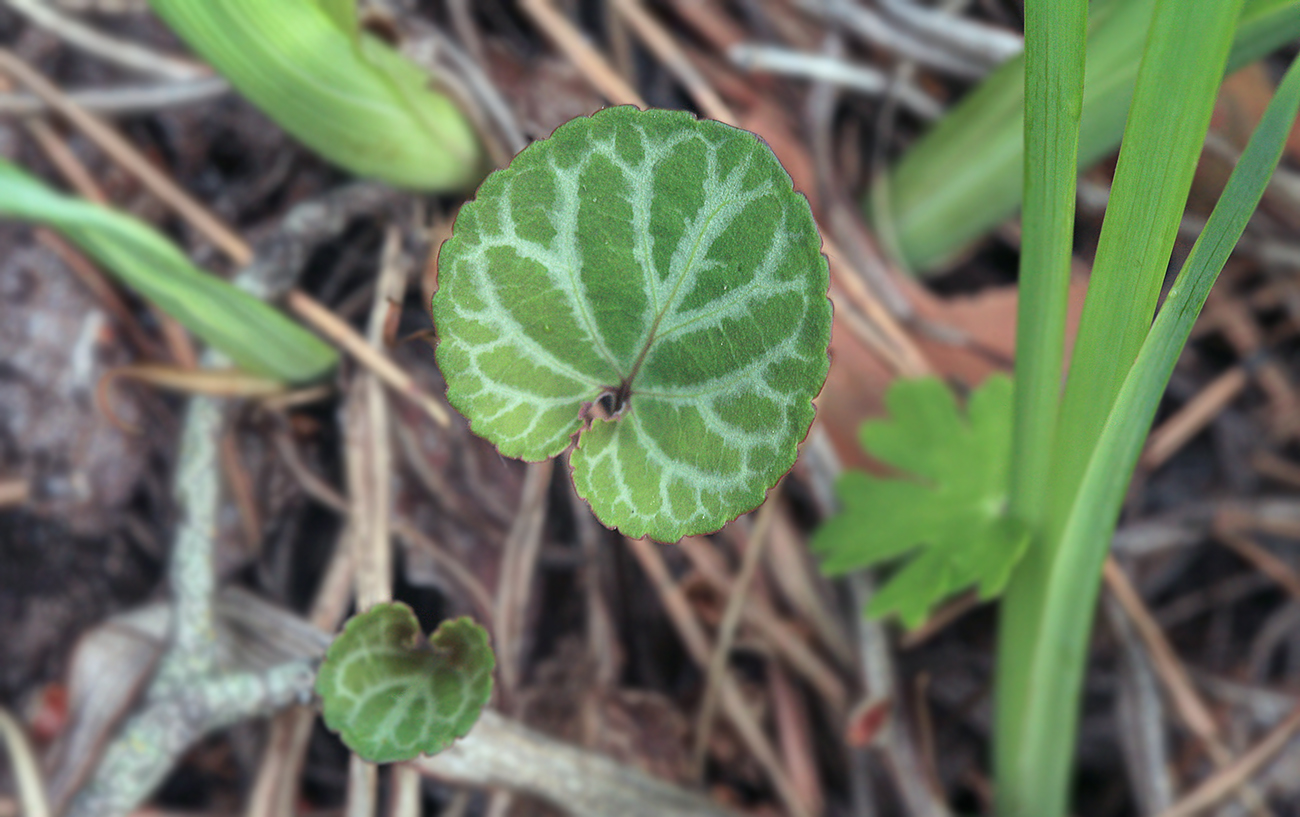 Image of Viola variegata specimen.