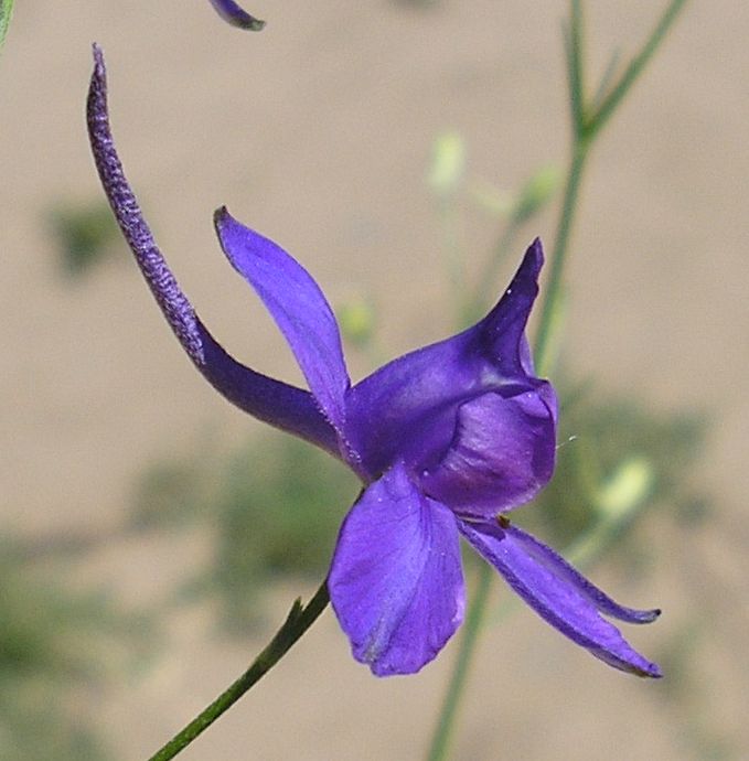 Image of Delphinium consolida specimen.