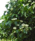 Viburnum dentatum. Часть кроны с соцветиями. Польша, г. Рогов, арборетум, в культуре. 29.05.2018.