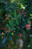 Pyracantha coccinea