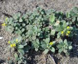 Alyssum strigosum