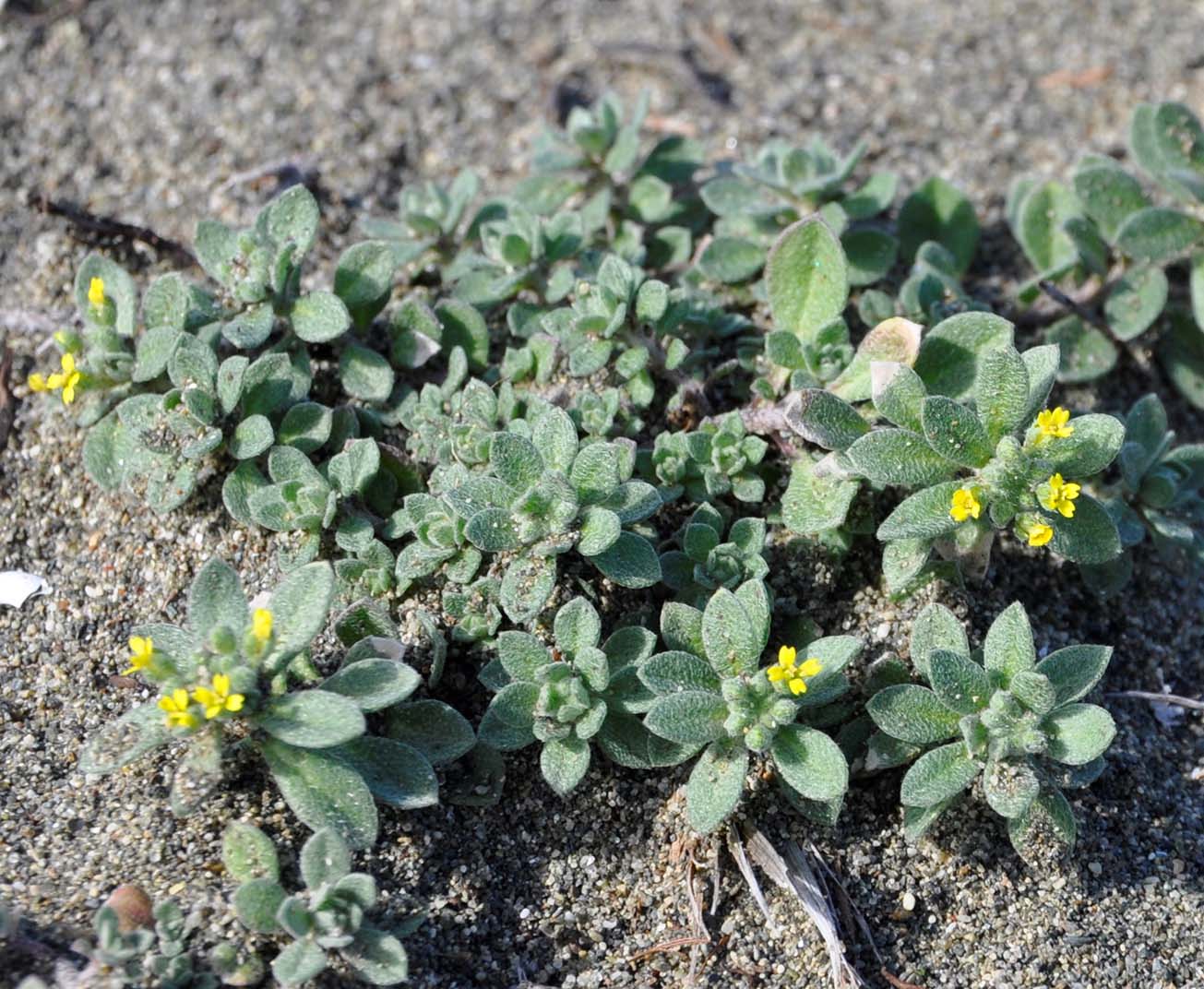 Изображение особи Alyssum strigosum.