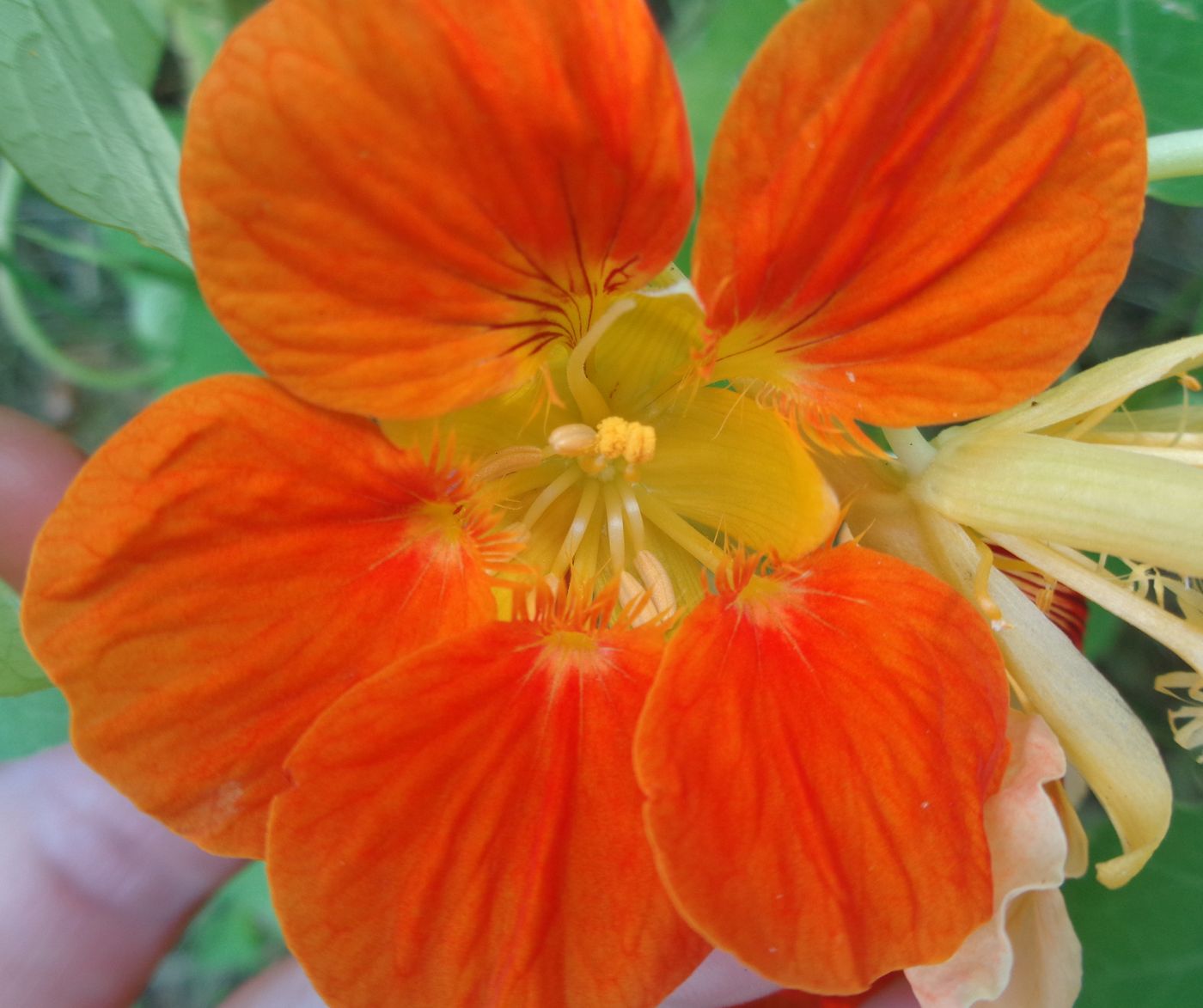 Изображение особи Tropaeolum majus.