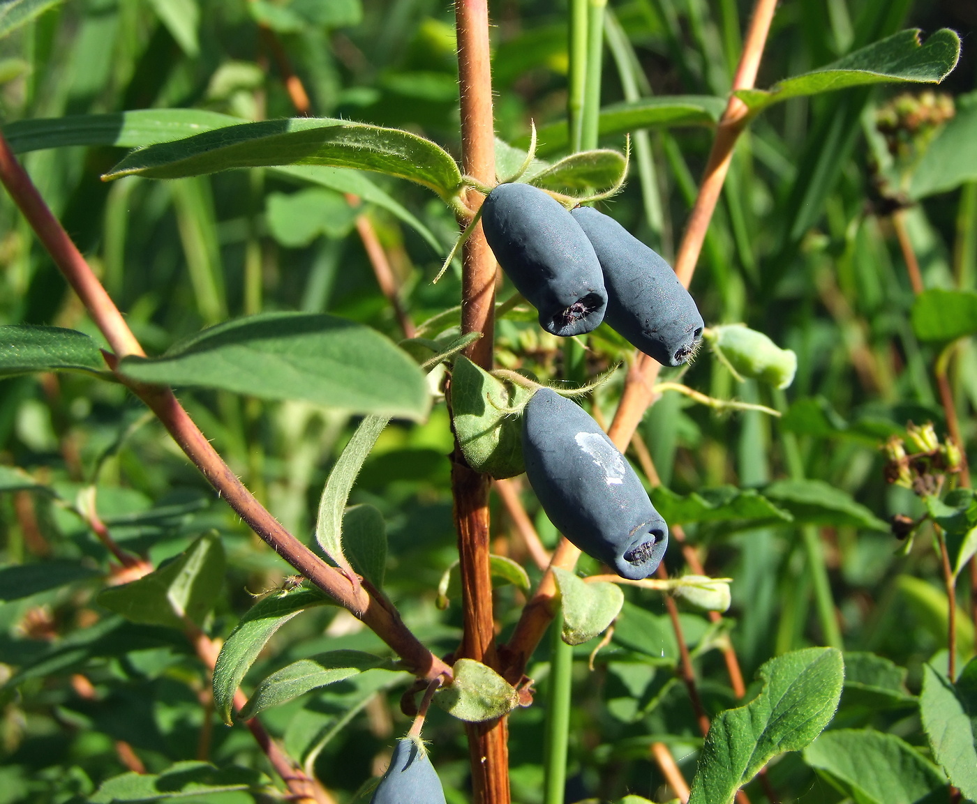 Image of Lonicera edulis specimen.