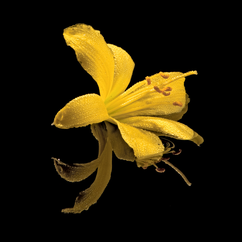 Изображение особи Hemerocallis minor.