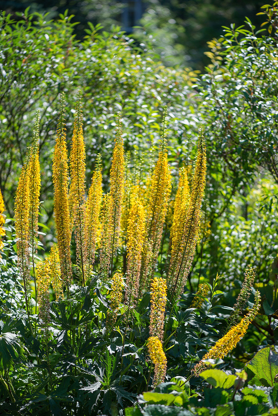 Изображение особи Ligularia przewalskii.