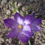 род Crocus