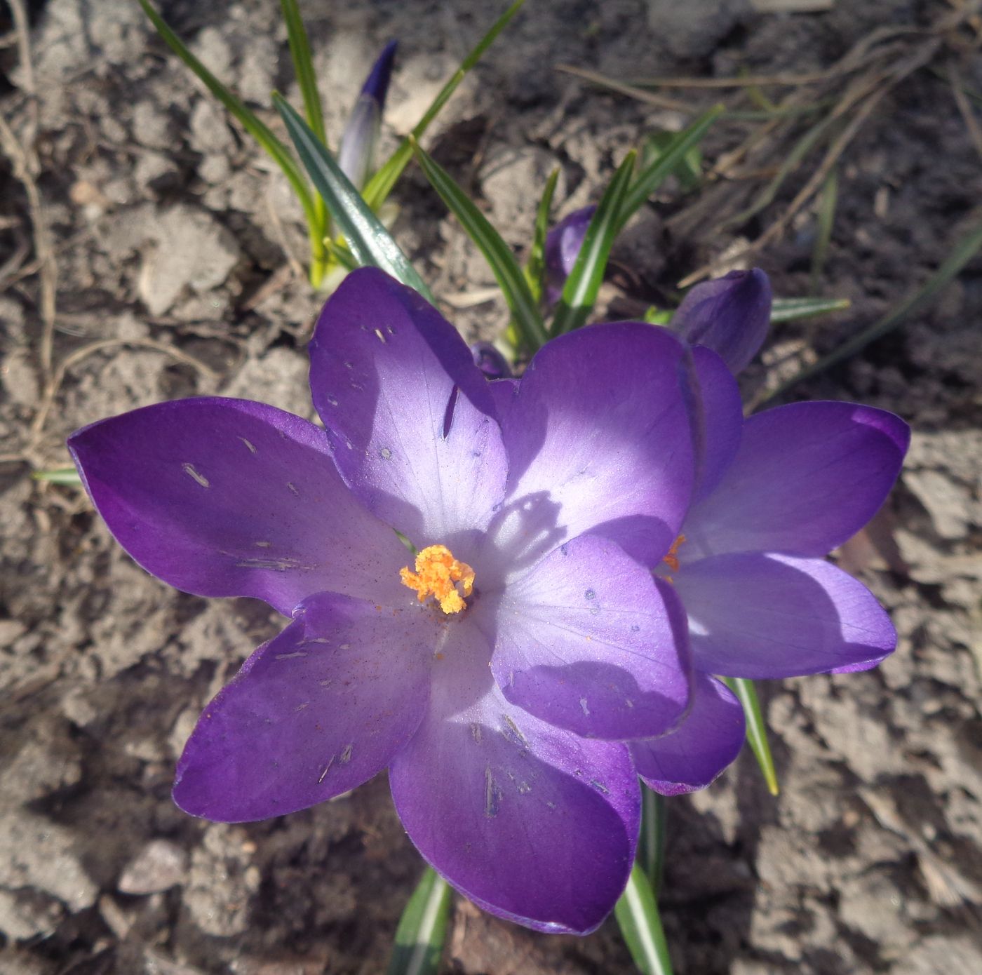 Изображение особи род Crocus.