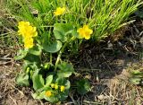 genus Caltha. Цветущее растение. Москва, природно-ландшафтный парк \"Зарядье\", в культуре. 21.04.2019.