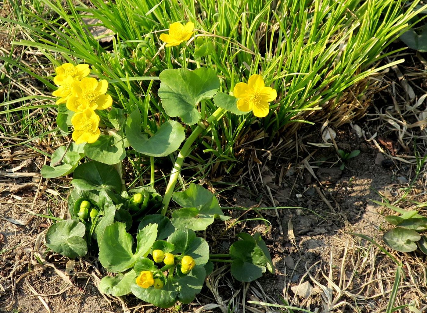 Image of genus Caltha specimen.