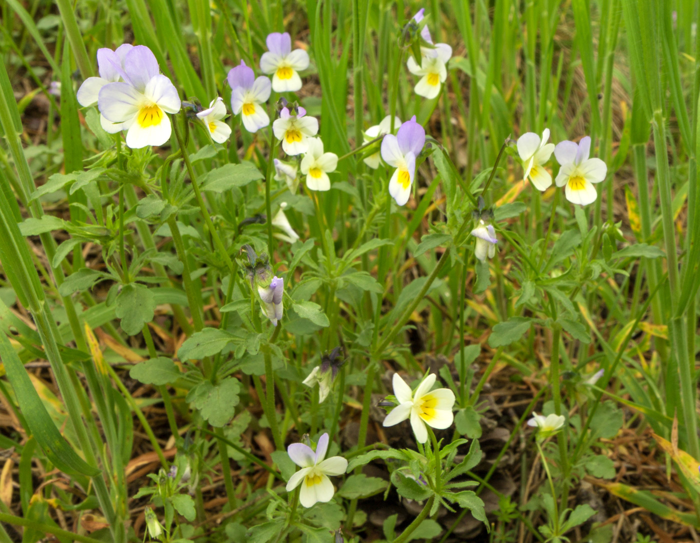 Изображение особи Viola tricolor.