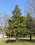 Chamaecyparis lawsoniana