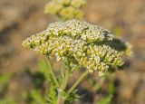 Achillea nobilis