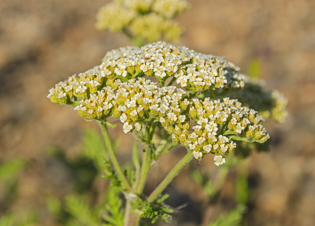 Изображение особи Achillea nobilis.