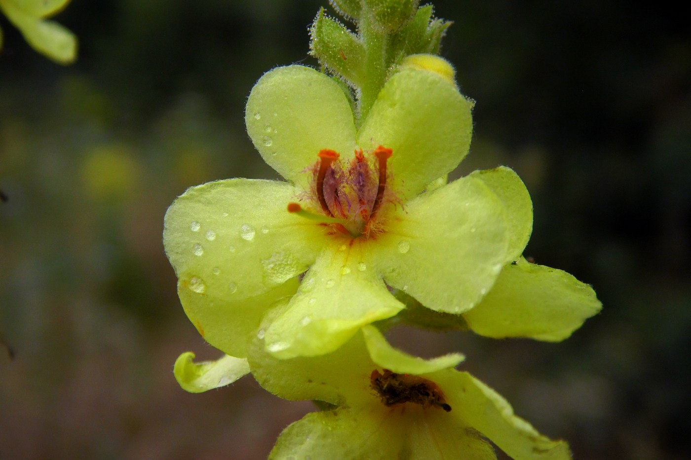 Изображение особи Verbascum pyramidatum.