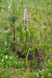 Dactylorhiza maculata