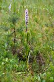 Dactylorhiza maculata