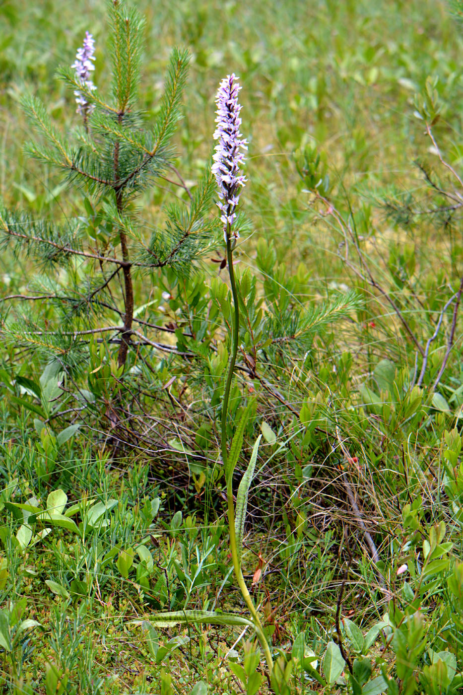 Изображение особи Dactylorhiza maculata.